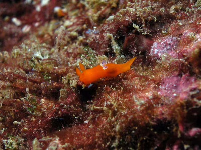 Tambja kava - Tambja kava