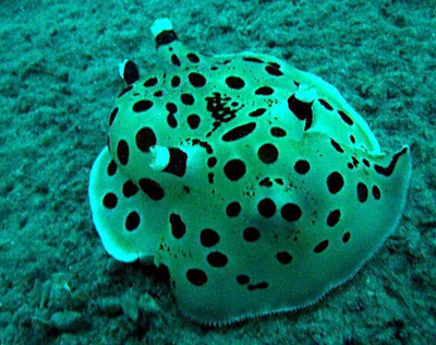 Euselenops luniceps - Euselenops luniceps