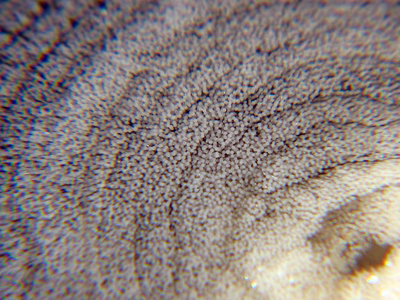 Ceratophyllidia sp. 1 - Ceratophyllidia sp. 1