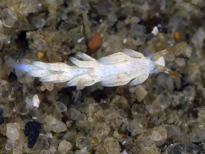 Tenellia sp. 60 - Tenellia sp. 60