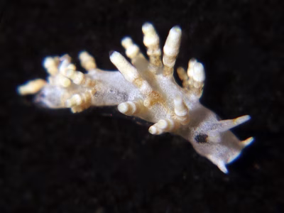 Tenellia sp. 45 - Tenellia sp. 45