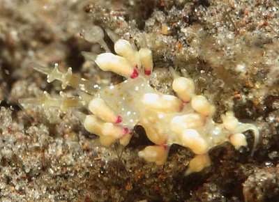 Cratena affinis - Cratena affinis