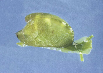 Julia exquisita - Julia exquisita