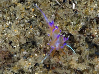 Godiva sp. 3 - Godiva sp. 3