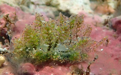 Polybranchia orientalis - Polybranchia orientalis