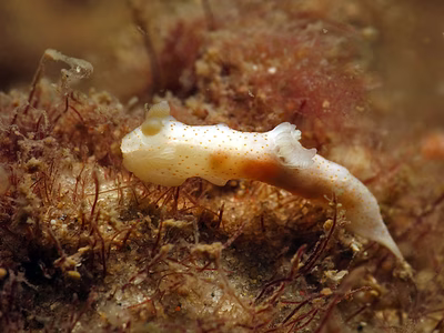 Gymnodoris sp. 14 - Gymnodoris sp. 14