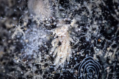 Tenellia sp. 66 - Tenellia sp. 66