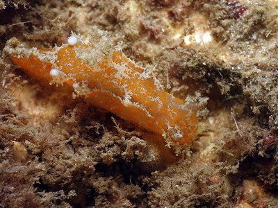 Plocamopherus pecoso - Plocamopherus pecoso