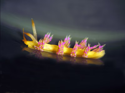 Flabellina sp. 3 - Flabellina sp. 3