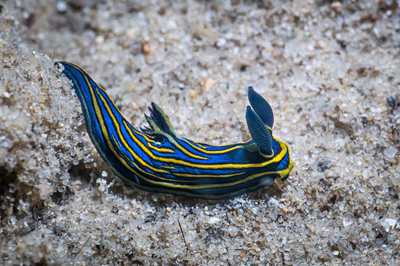 Tambja victoriae - Tambja victoriae