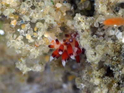 Tenellia sp. 48 - Tenellia sp. 48