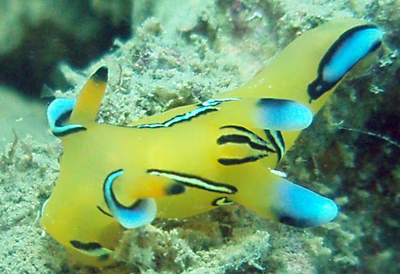 Thecacera pacifica - Thecacera pacifica