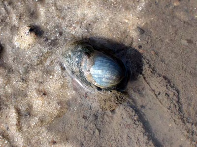 Haminoea fusca - Haminoea fusca