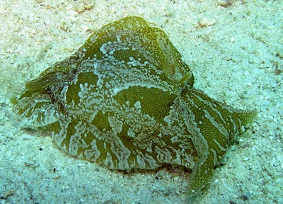 Syphonota geographica - Syphonota geographica