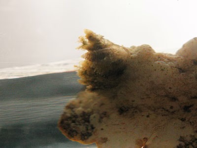 Sclerodoris sp. 4 - Sclerodoris sp. 4