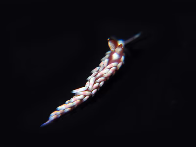 Babakina indopacifica - Babakina indopacifica