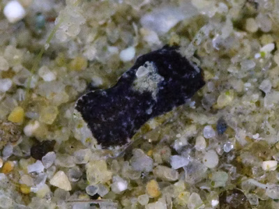 Niparaya sp. 13 - Niparaya sp. 13