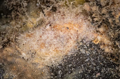 Carminodoris flammea - Carminodoris flammea