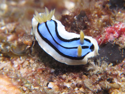 Chromodoris elisabethina light - Chromodoris elisabethina light