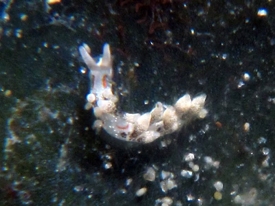 Tenellia sp. 43 - Tenellia sp. 43