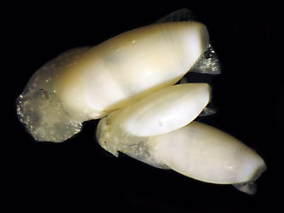 Atys sp. 1 - Atys sp. 1