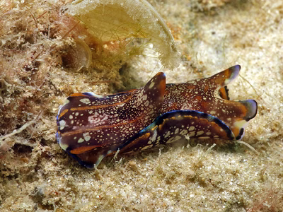 Philinopsis speciosa - Philinopsis speciosa