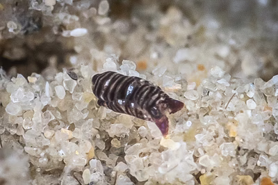 Philinopsis lineolata - Philinopsis lineolata