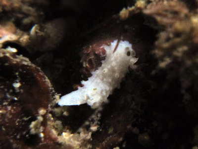 Aegires hapsis - Aegires hapsis