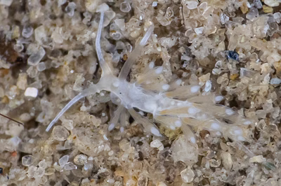 Tenellia sp. 65 - Tenellia sp. 65