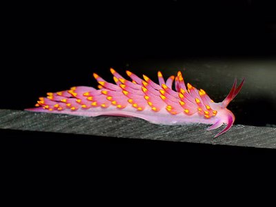 Tenellia sibogae - Tenellia sibogae