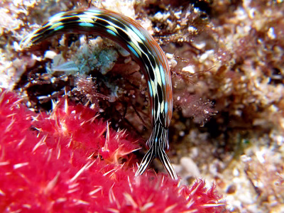 Thuridilla sp. 4 - Thuridilla sp. 4