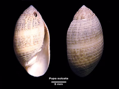 Pupa sulcata - Pupa sulcata