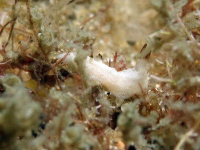 Murphydoris sp. 1 - Murphydoris sp. 1