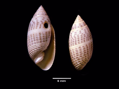 Pupa affinis - Pupa affinis