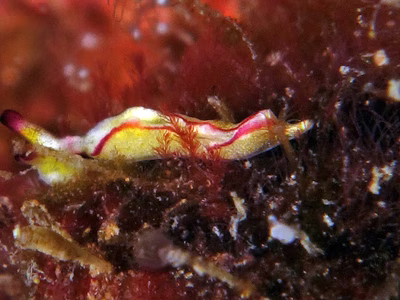 Elysia sp. 13 - Elysia sp. 13