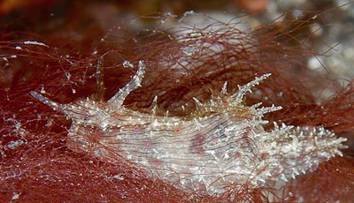 Stylocheilus striatus - Stylocheilus striatus