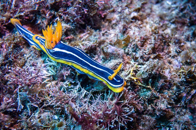 Chromodoris kuiteri - Chromodoris kuiteri
