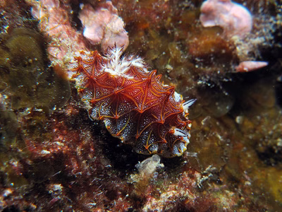 Halgerda tessellata - Halgerda tessellata