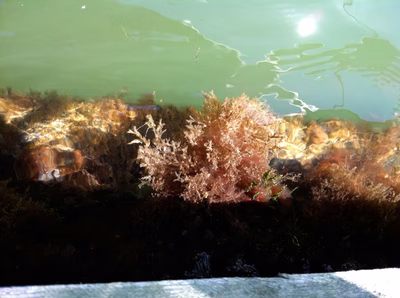 Hermaea sp. 4 - Hermaea sp. 4