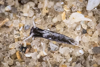 Elysia australis - Elysia australis