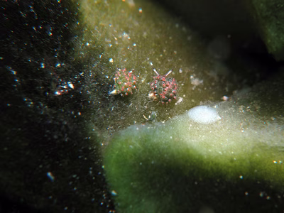 Costasiella kuroshimae - Costasiella kuroshimae