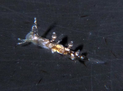 Tergipes sp. 2 - Tergipes sp. 2