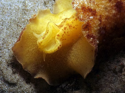 Discodoris cebuensis - Discodoris cebuensis