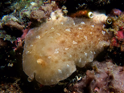 Dendrodoris sp. 4 - Dendrodoris sp. 4