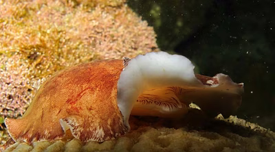 Platydoris striata - Platydoris striata