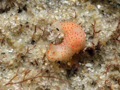 Gymnodoris sp. 10 - Gymnodoris sp. 10