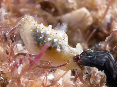 Thuridilla gracilis - Thuridilla gracilis