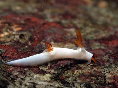 Trapania gibbera - Trapania gibbera