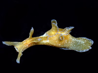 Aplysia nigrocincta - Aplysia nigrocincta