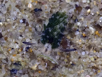 Costasiella usagi - Costasiella usagi